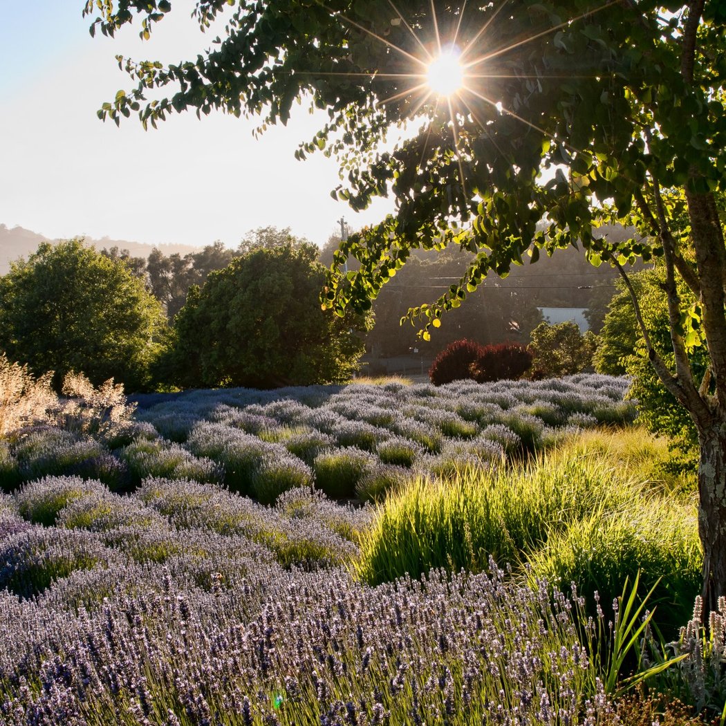 Matanzas Creek Winery 1