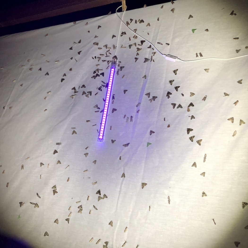 Moth Night at TAG 1