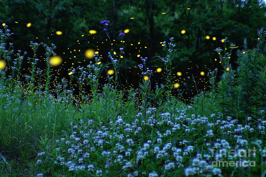 Bug Days of Summer 1