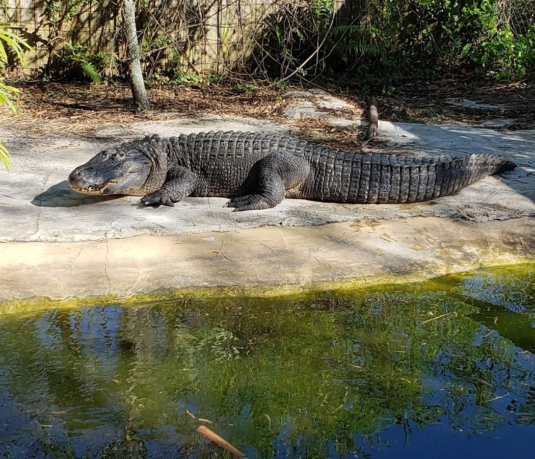 Croc Encounters 3