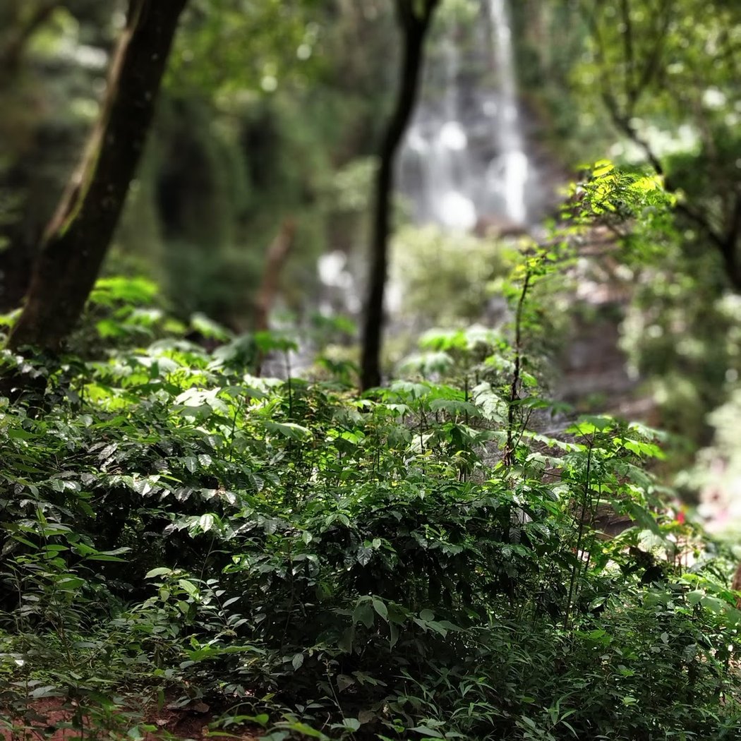 Jhari Waterfall 3