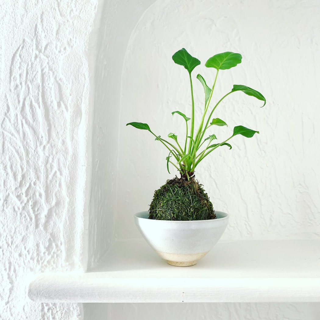 Of Soil & Moss 1
