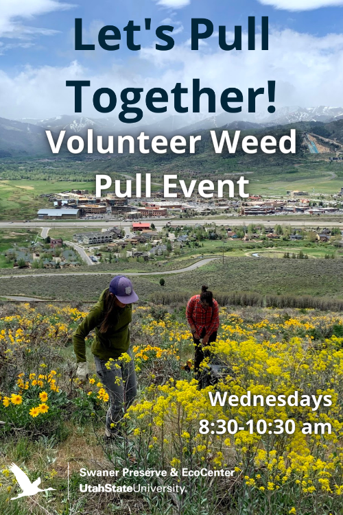 Invasive Weed Management: Let's Pull Together! 1