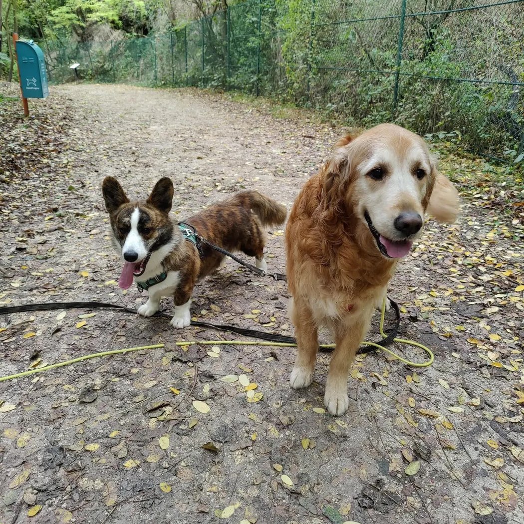 Pattatruffe - Promenade et éducation canine bienveillante 2