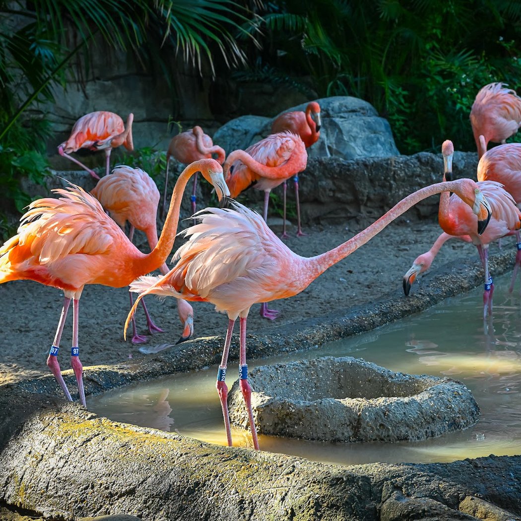 Audubon Zoo 5