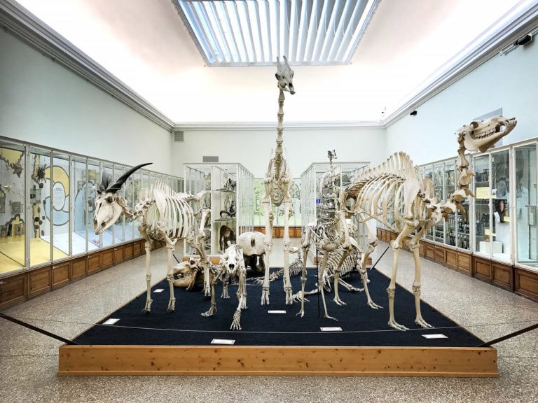 Naturéum - département de zoologie 1