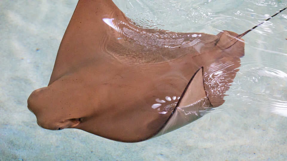 Rays & Relaxation 1