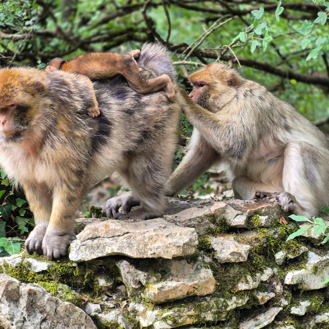 Monkey Forest 2