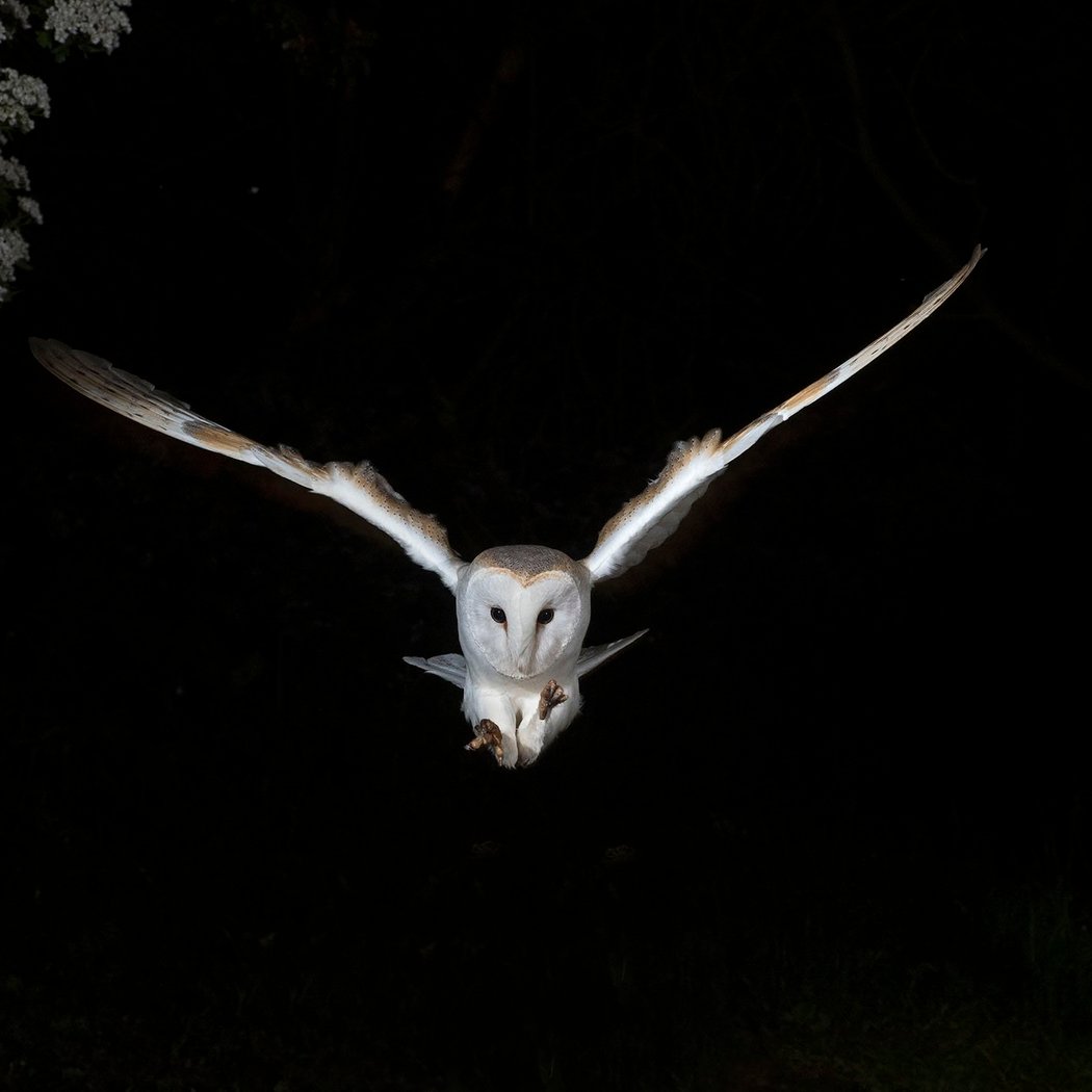 Owls After Dark 3
