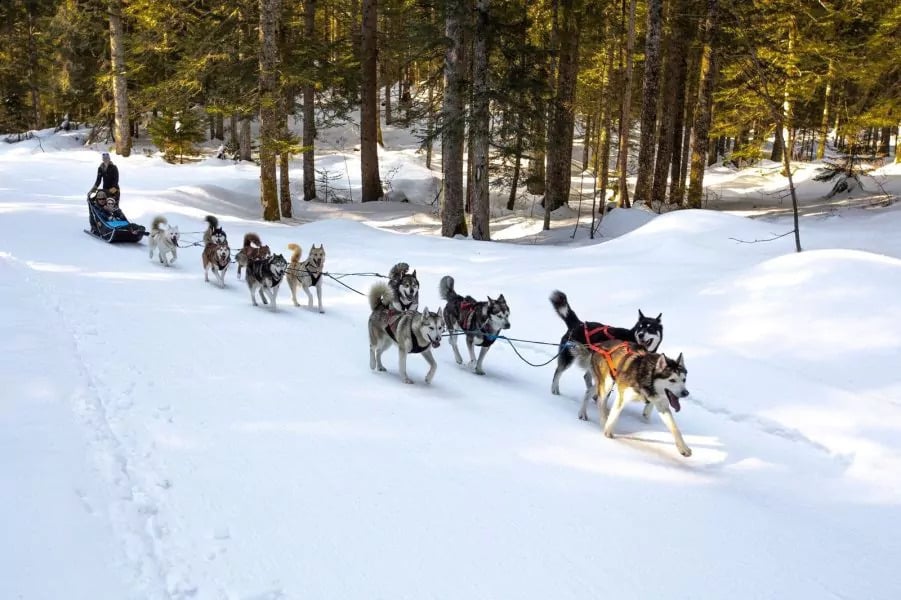 A Pas de Loups - Activités de traction canine - Balade chiens de traîneau, cani-balade, balade en kart 1