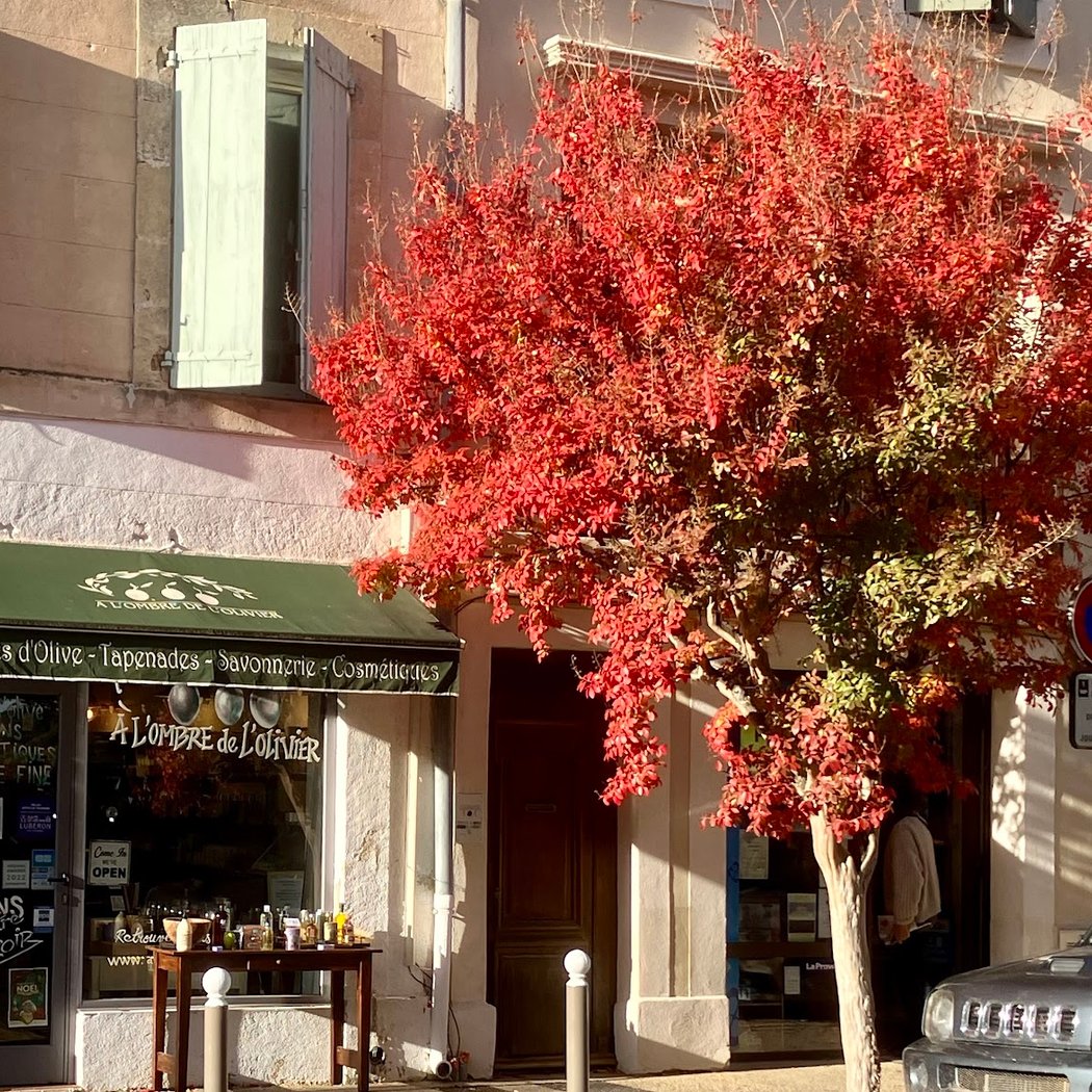 A l'ombre de l'olivier - Boutique Huile d'Olive - Epicerie Fine Provençale 2