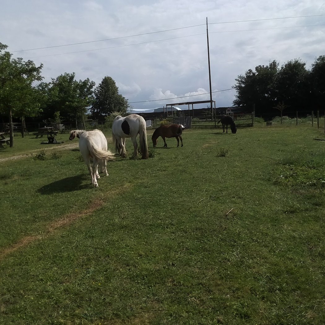 Stage Ados "Danse avec les chevaux" 3