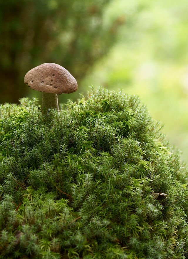 Mushroom ID Walk 2