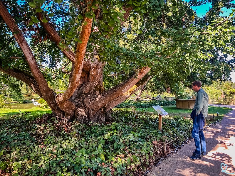 Jardin botanique de Tours 2