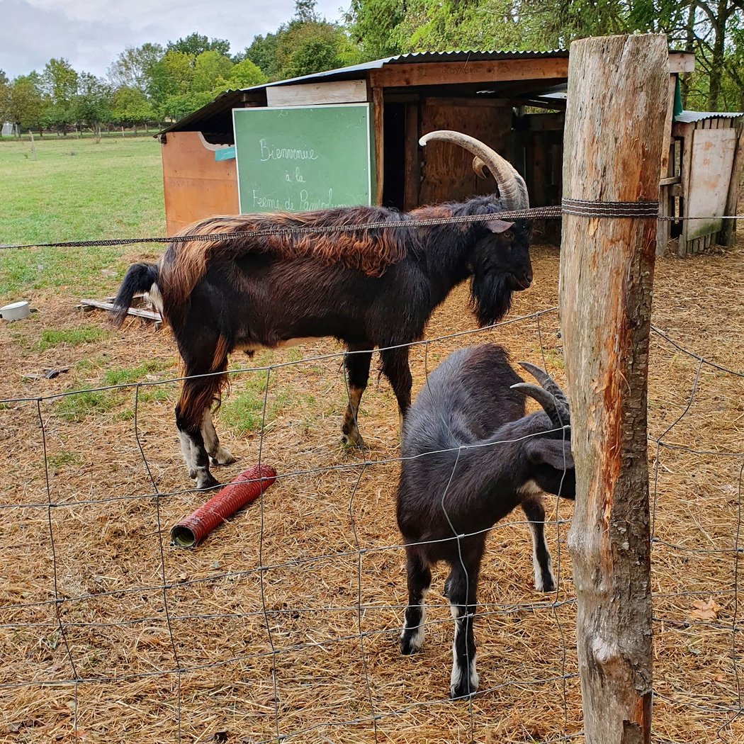 Visite de la ferme Pam'Plumes 2