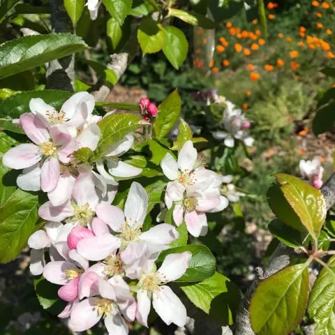 Spring Garden Market 1