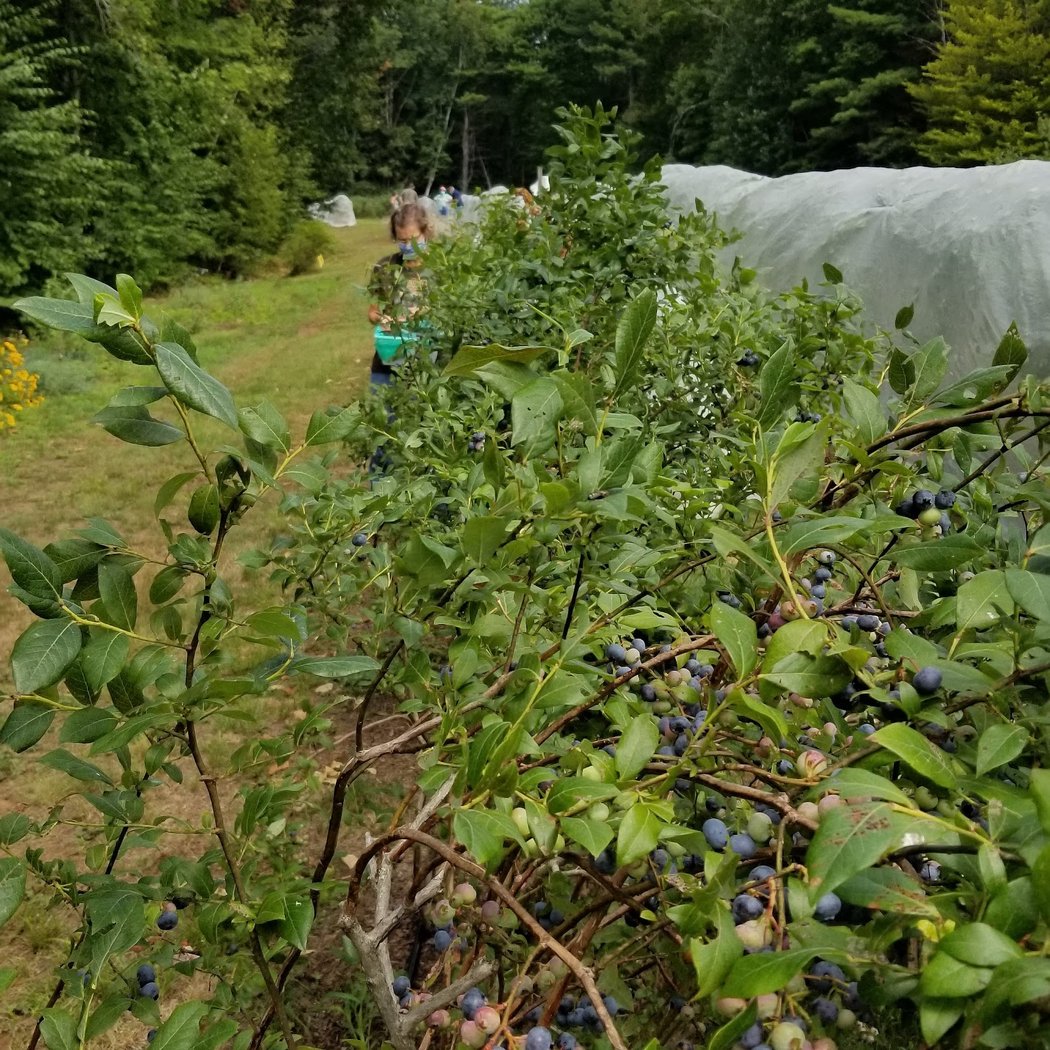 Mountain Pasture Farm 2