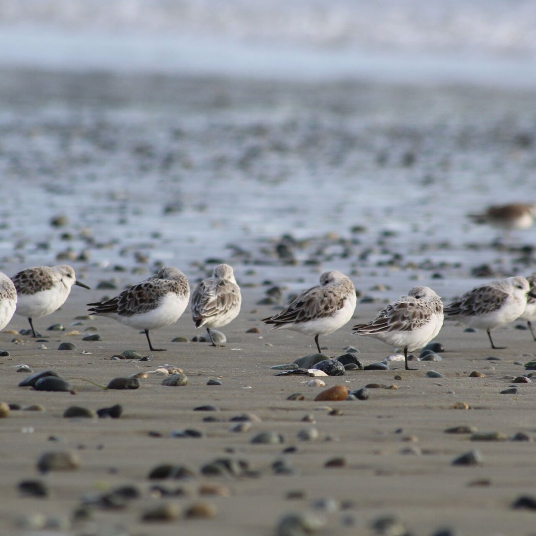 Friday Morning Birding 2