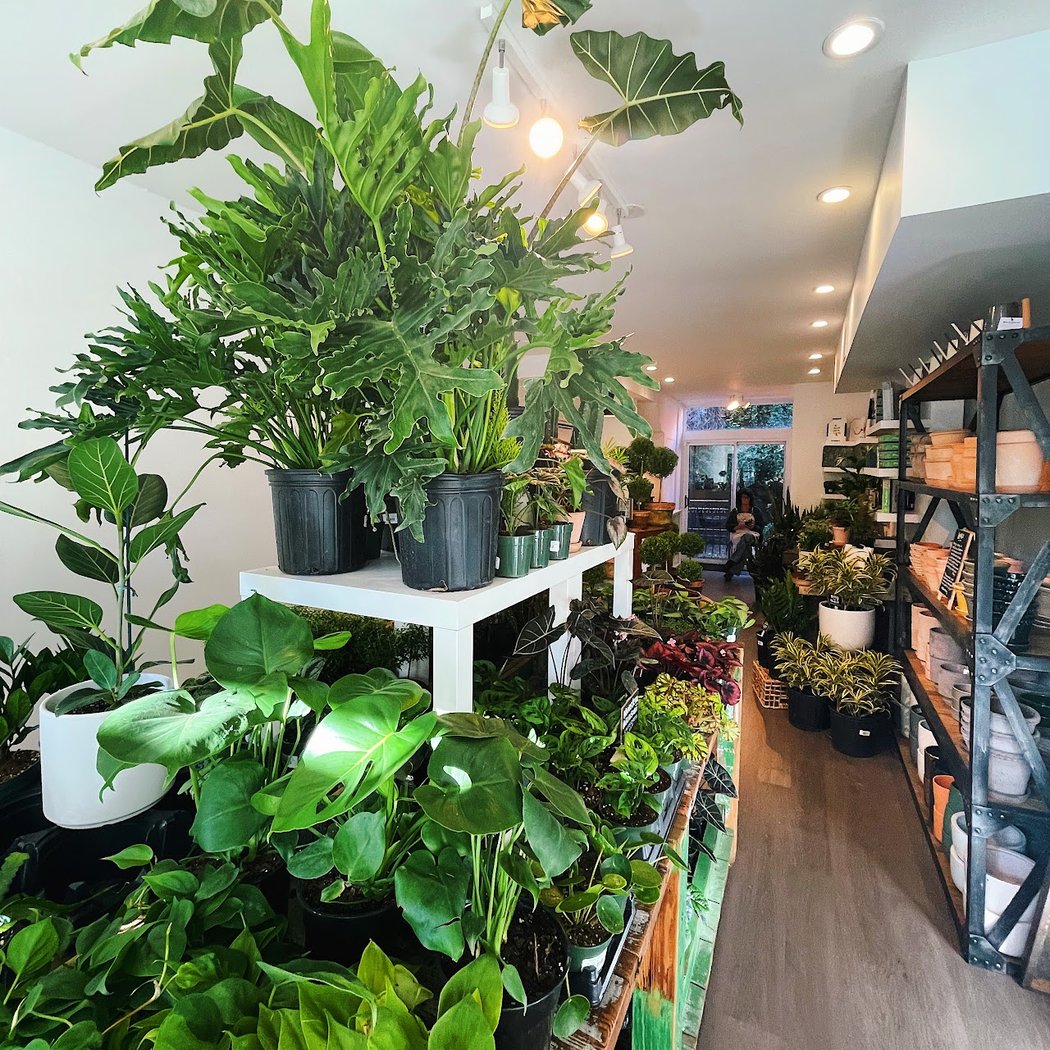 The Old Yew Plant Shop 3