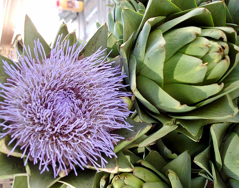 Sunday Farmers Market 3