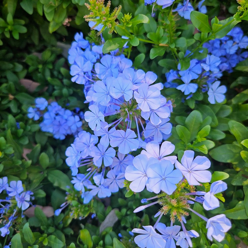 Indian Springs Park 1