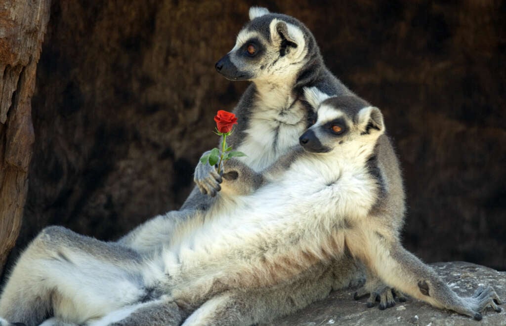 Valentine's Safari Tour for the Grown Ups 1