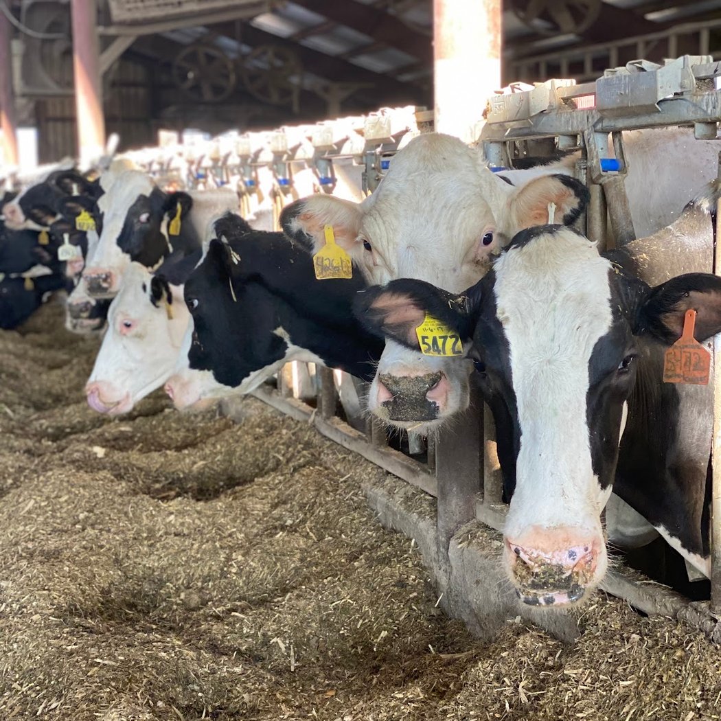 Maple Lane Farms 2