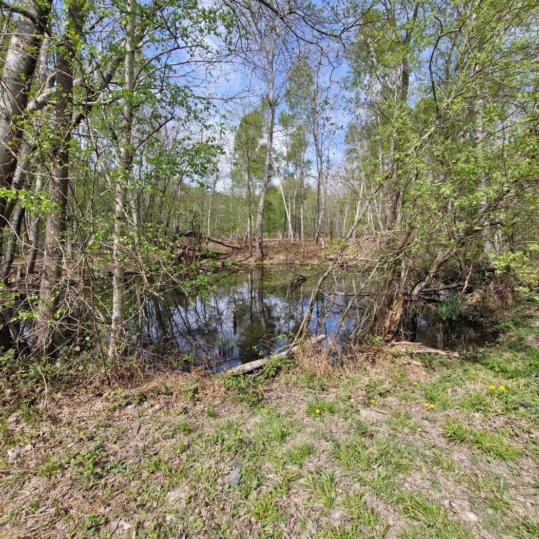 Forêt domaniale Notre Dame, Noiseau 2
