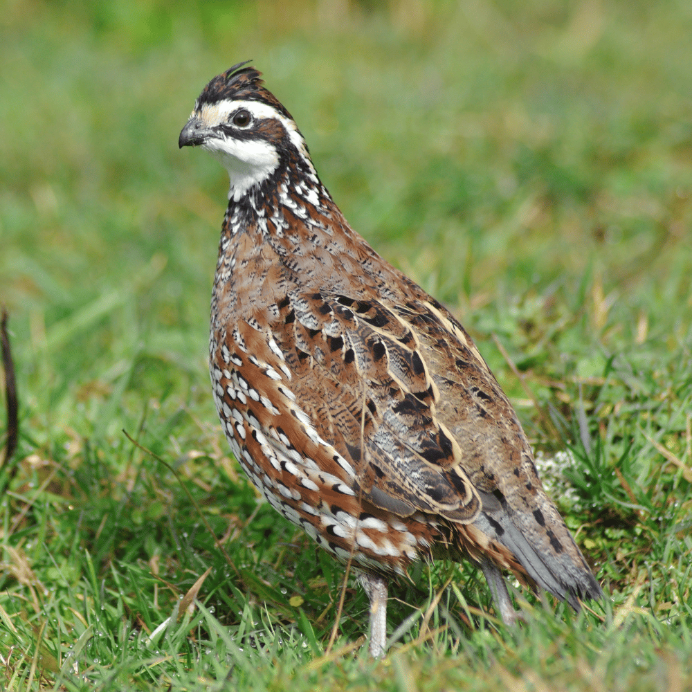 Meet Our Animals: Quaint Quails 1