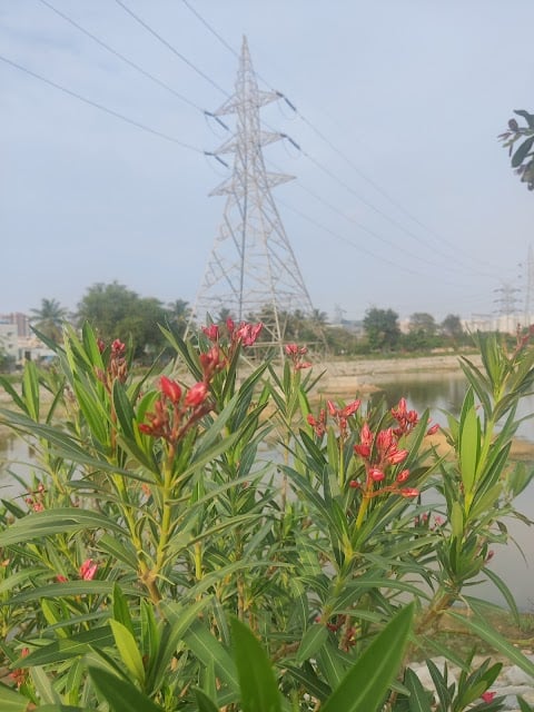 Hoodi Lake 2
