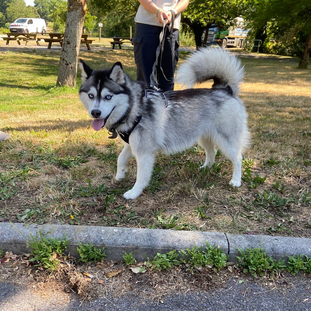 Libre Amy et précieux délices Comportementaliste chat/chien, Éducatrice canine,Conseillère Fleurs de Bach, CBD, Alimentation 3