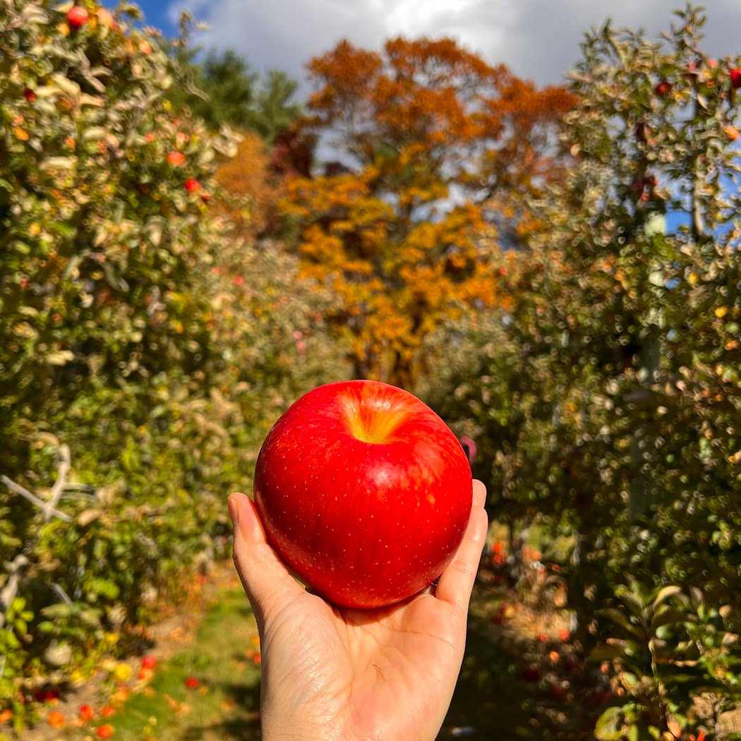 Apple Picking Parties 1