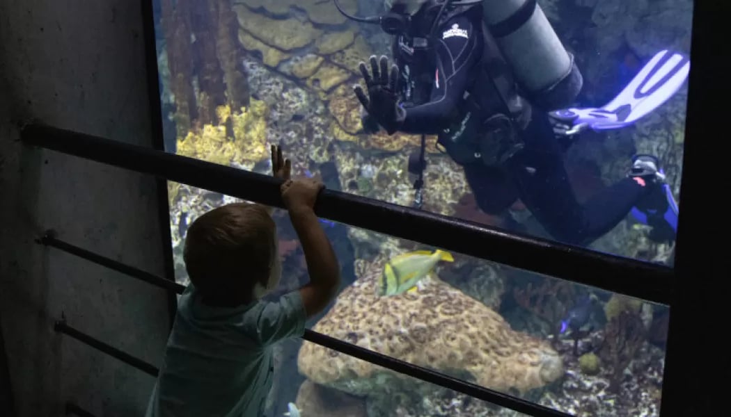 Guest Diver Program at the National Aquarium 1