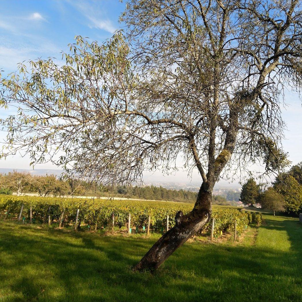 Domaine de la Folie 3