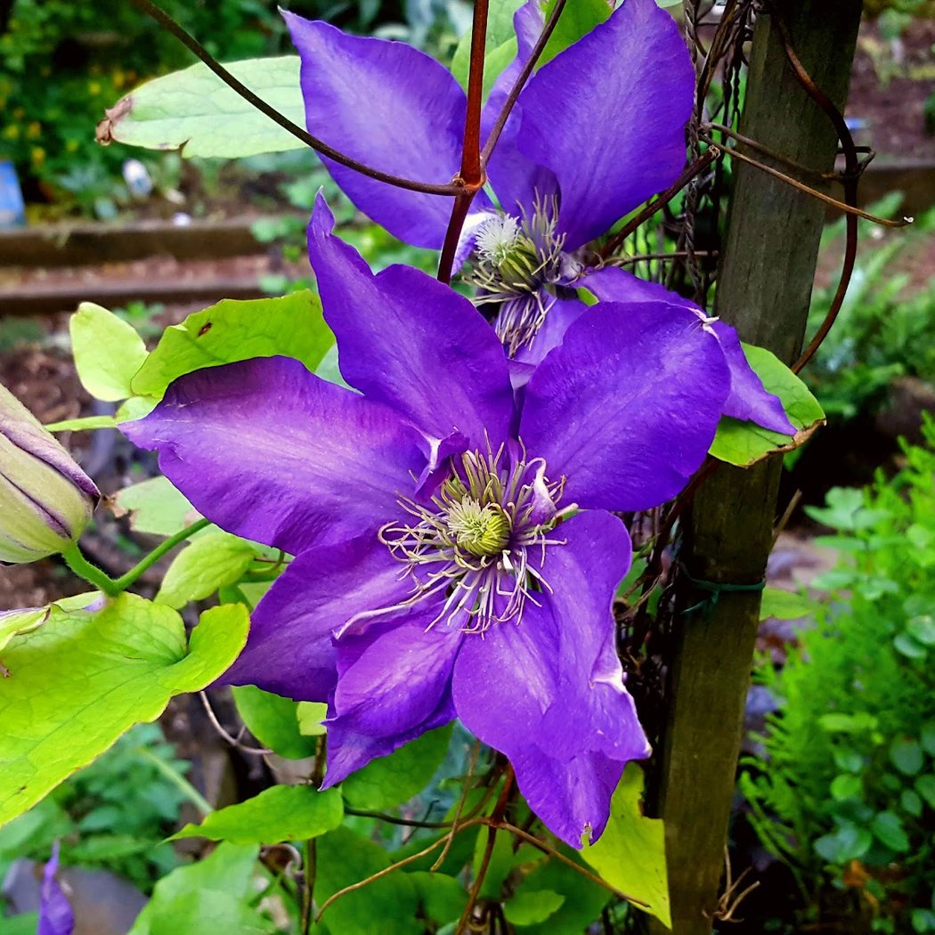 La Perla Garden 1