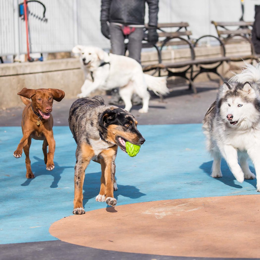 Leroy Street Dog Park 2