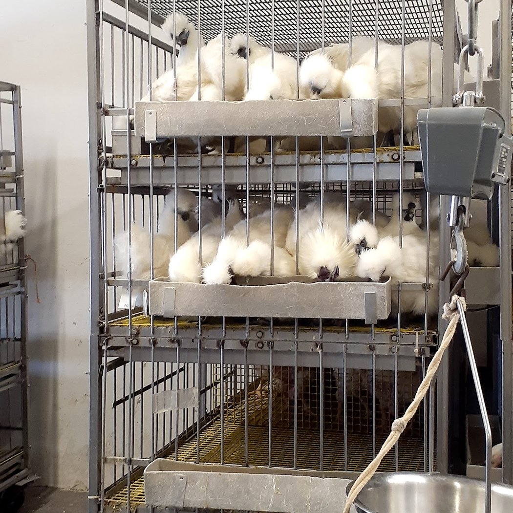 Portuguese Live Poultry Market 1
