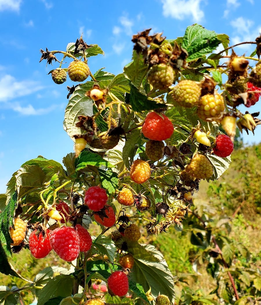 Honey Bee U-Pick patch - Tantre Farm 1