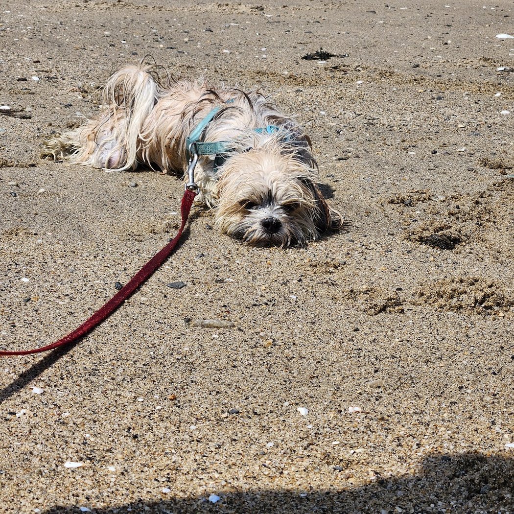 Larchmont Dog Beach 5