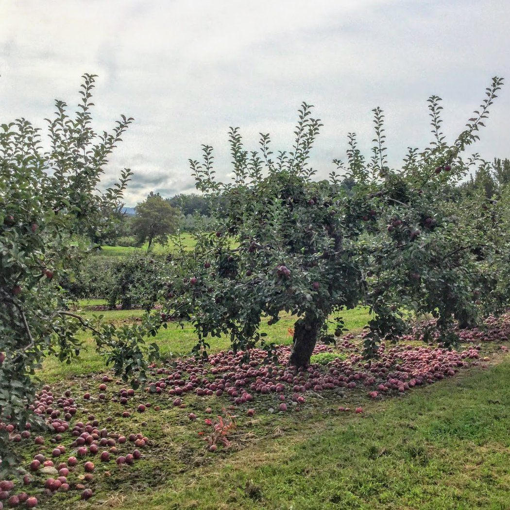 Apple Picking at Meadowbrook Orchards 3