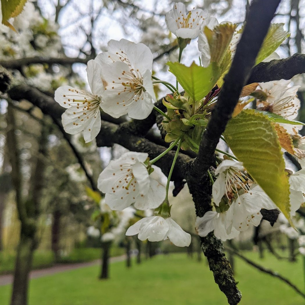Expo, spectacles, contes… Le domaine de Sceaux célèbre les cerisiers en fleurs 3
