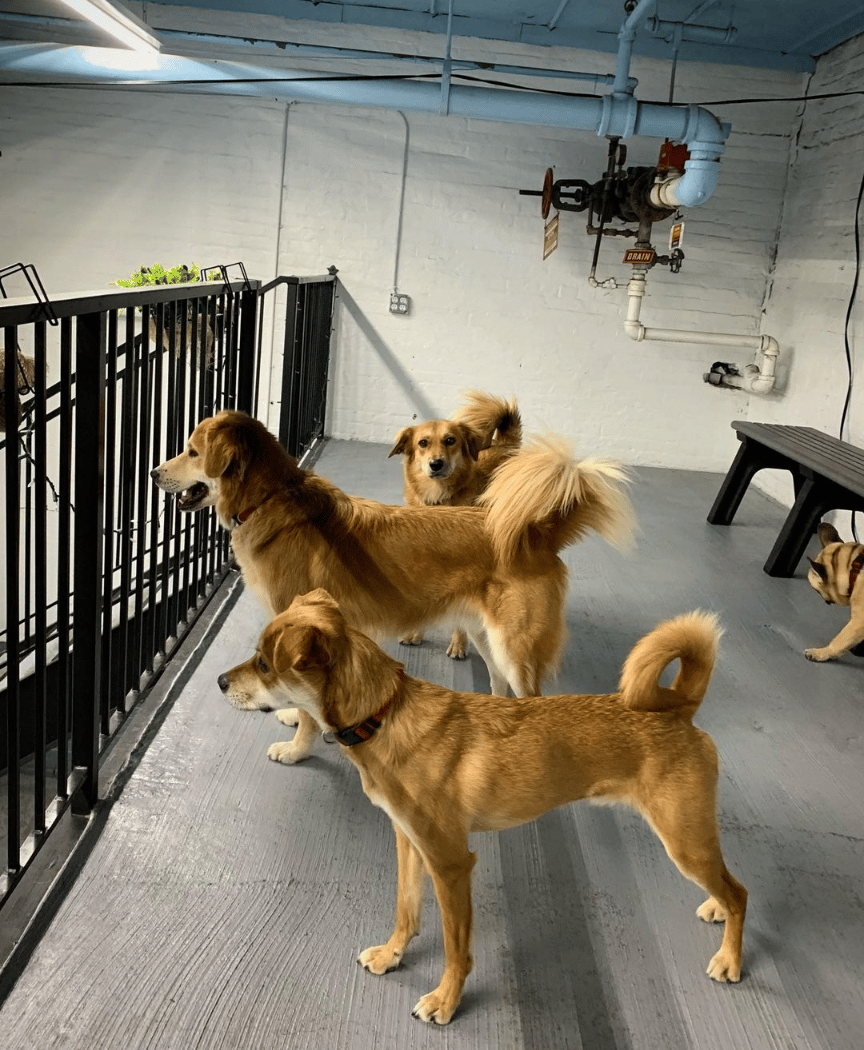 Acme Dog Run 3