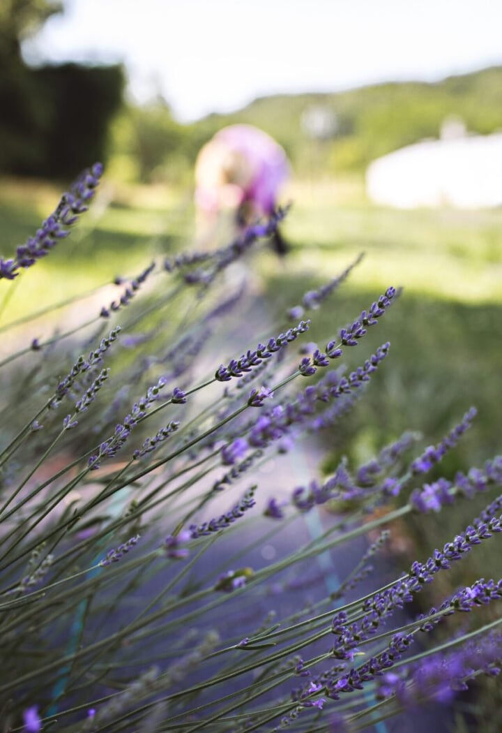 U-Pick at the Lavender Farm 3