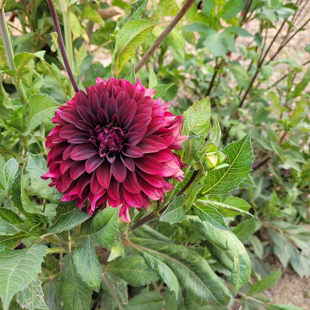 Bayer Park & Gardens 1