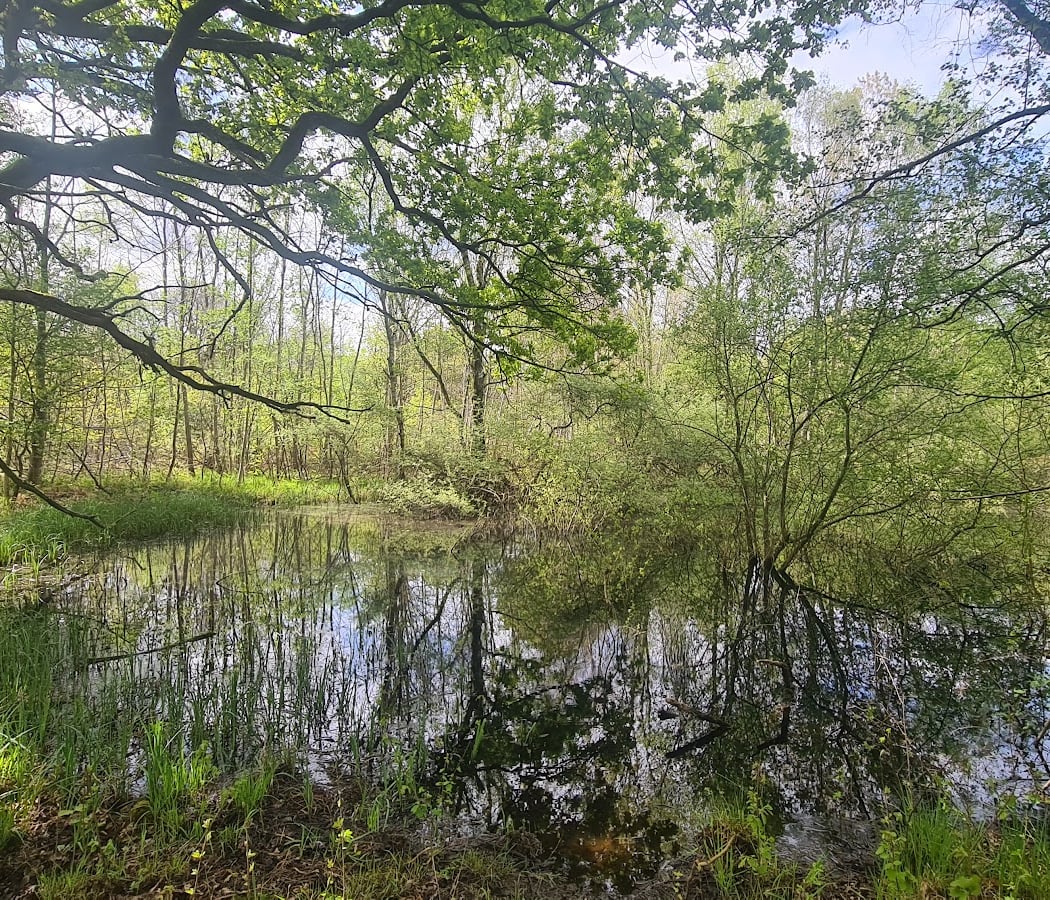 Forêt notre dame 4