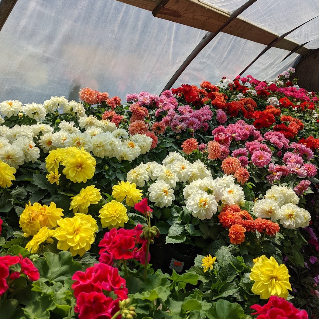 Verni’s Garden Center 1
