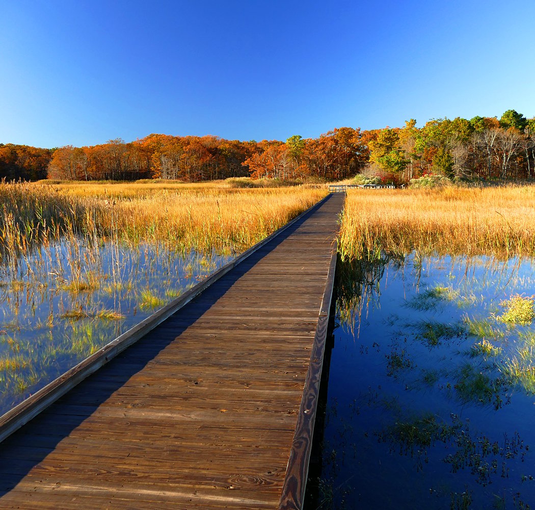 Cheesequake State Park 1