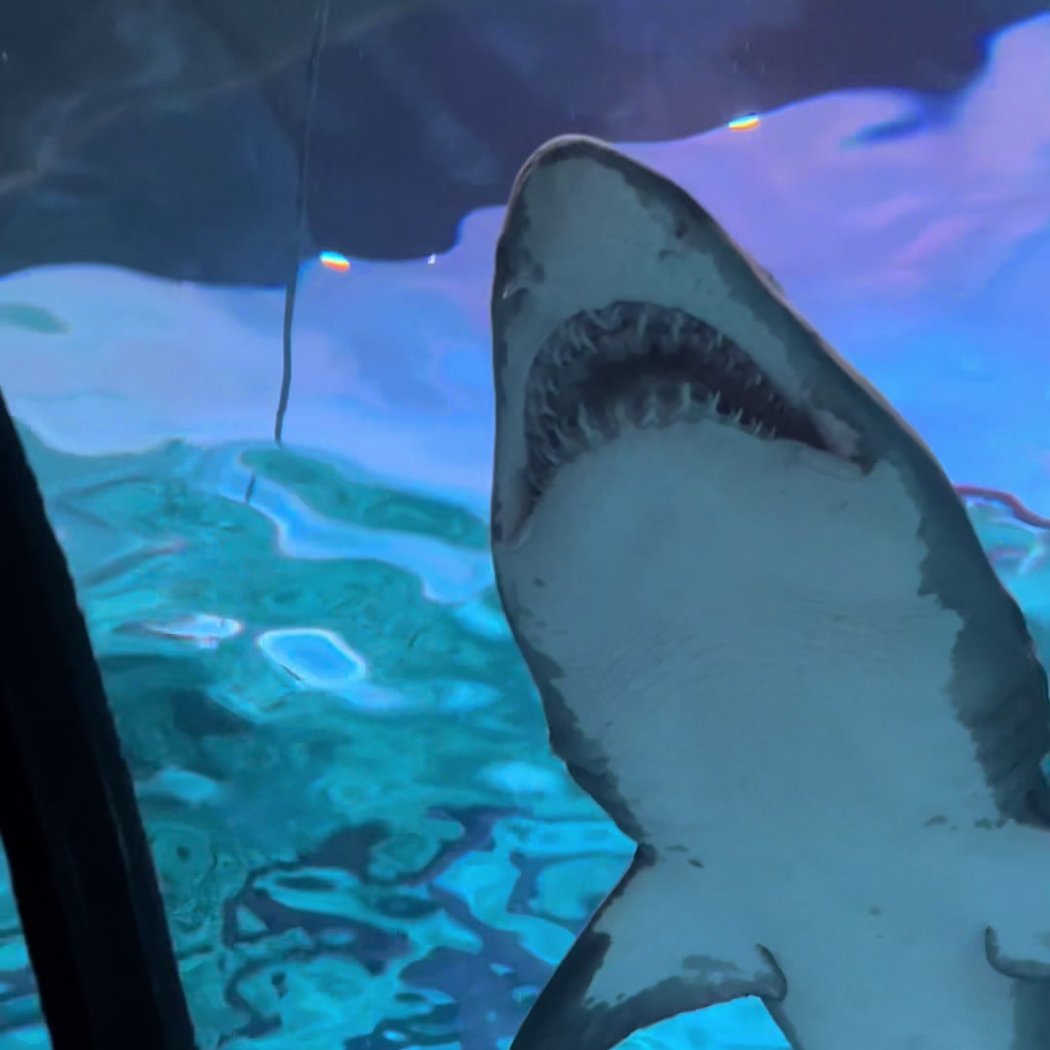 Ripley's Aquarium of Myrtle Beach 3