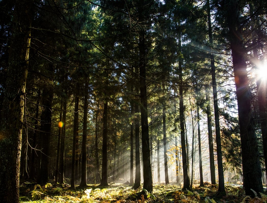 Ardennes Regional Nature Park 1