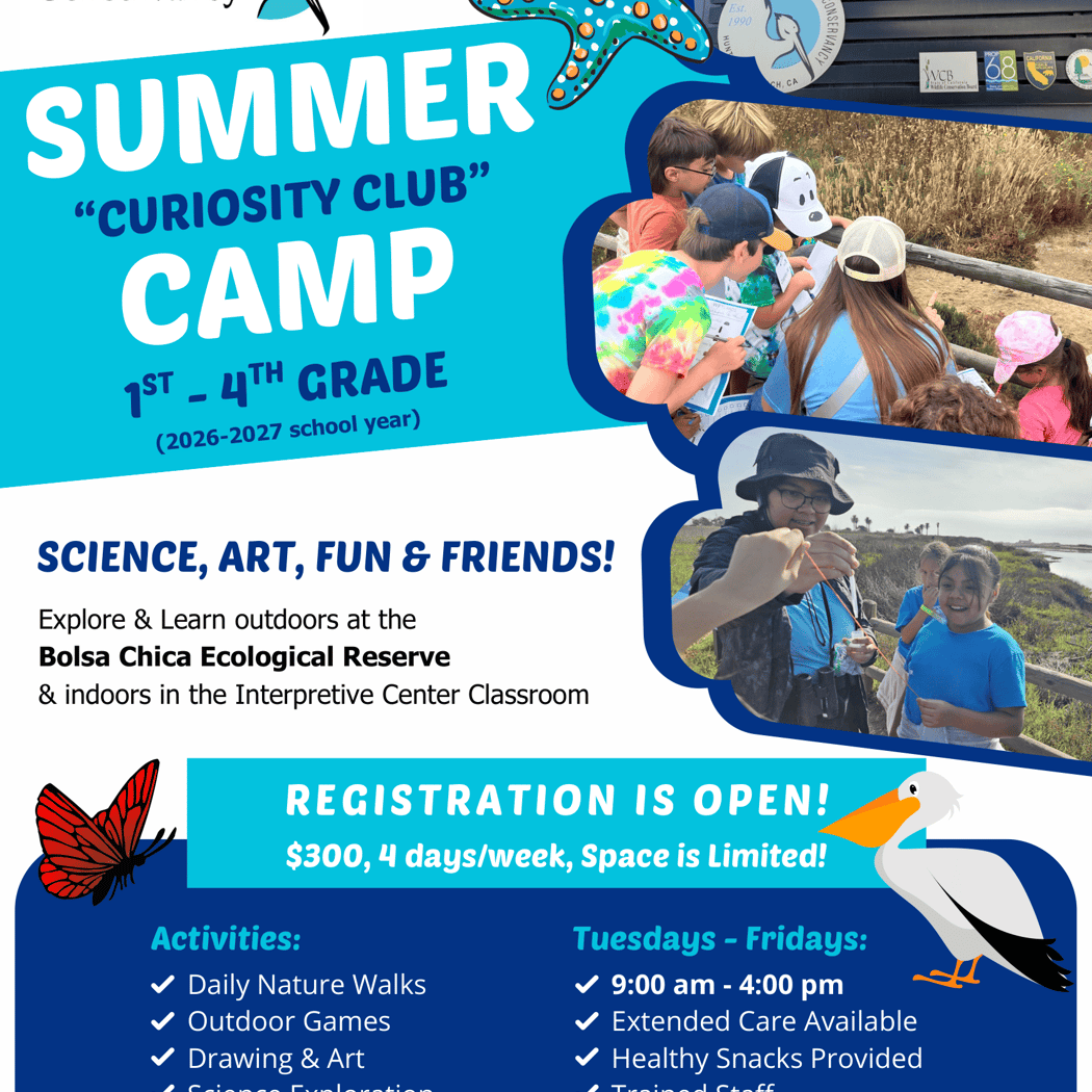 Summer Curiosity Club
